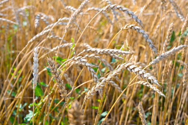 Campo di grano dorato nella calda giornata di sole estivo. Campo di segale in maturazione in un giorno d'estate. Orecchie di segale.