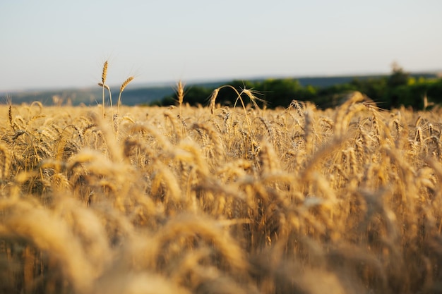 Campo di grano dorato nella soleggiata giornata estiva