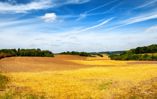 Campo di grano dorato sotto il cielo blu