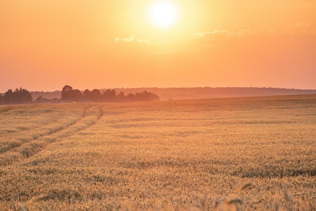 Campo di grano dorato sullo sfondo del caldo sole estivo e del cielo al tramonto con nuvole Strada che conduce all'orizzonte