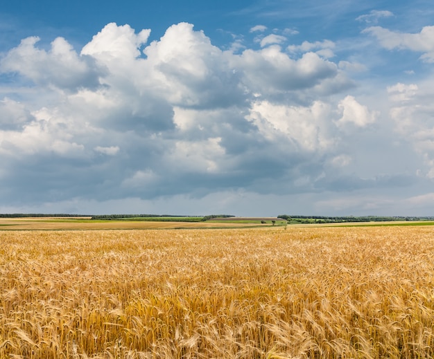 Campo di grano dorato