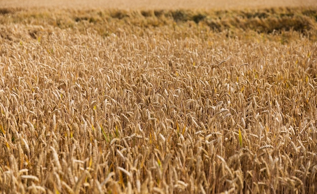 Campo di grano dorato