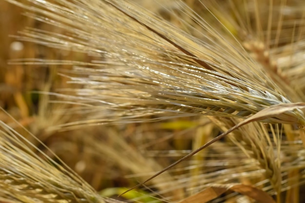 Campo di grano dorato