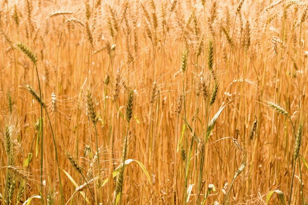 Campo di grano dorato