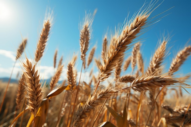 Campo di grano dorato