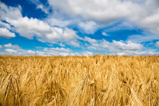 Campo di grano dorato