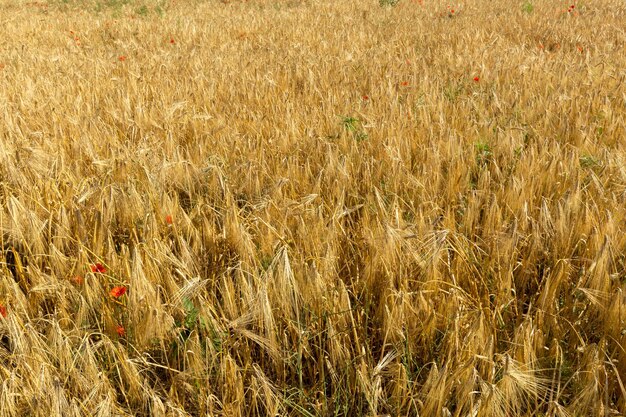 Campo di grano dorato