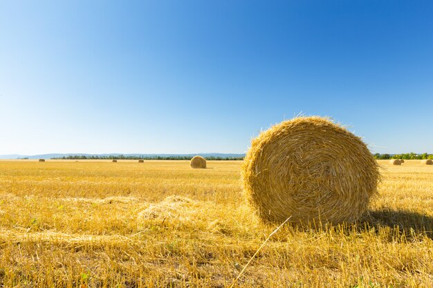 Campo di grano dorato