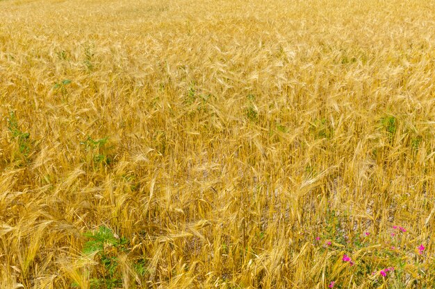 Campo di grano dorato