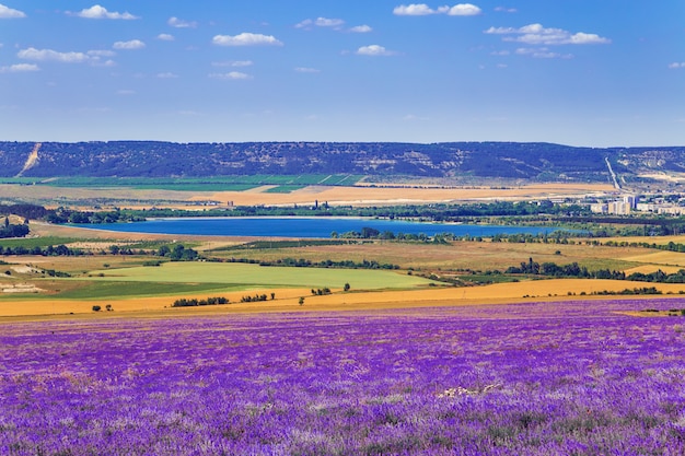 Campo di grano e campo di lavanda in Crimea.