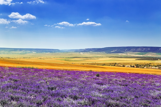 Campo di grano e campo di lavanda in Crimea.