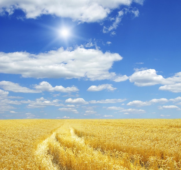 Campo di grano e cielo azzurro con il sole