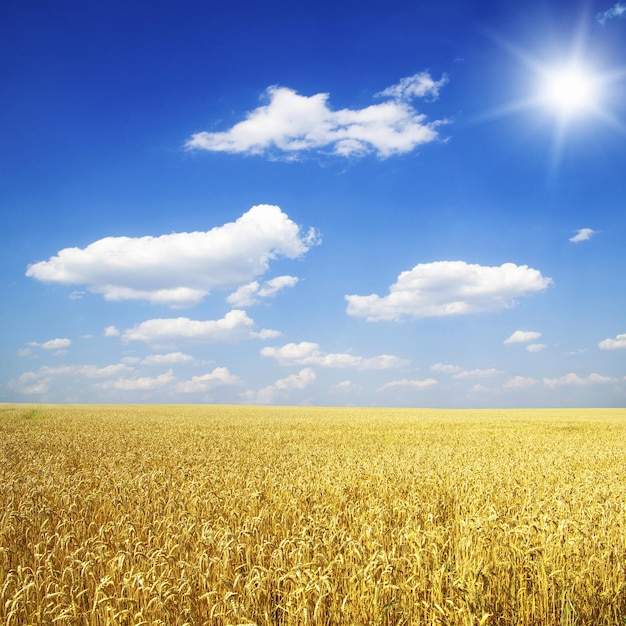 Campo di grano e cielo azzurro con il sole