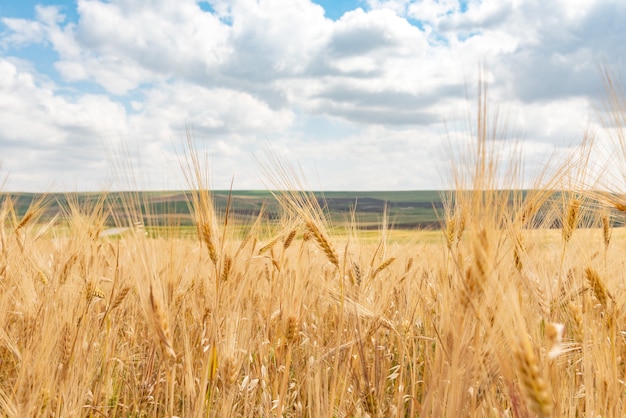 Campo di grano e cielo azzurro con nuvole