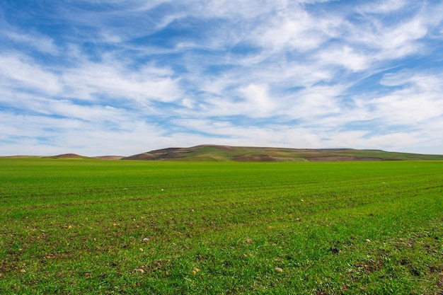 campo di grano e cielo blu Campi di grano verde e belle nuvole in Jijel Algeria Africa