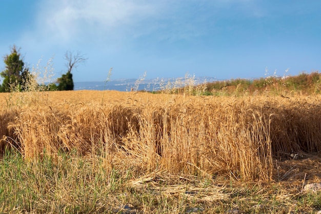 Campo di grano e cielo blu. Golden Rye durante il giorno. Piantine di frumento del paesaggio che crescono in un campo. Grano d'oro che cresce nel suolo. La germinazione dell'agricoltura di segale su un campo. Germogli di segale. Concetto di raccolto ricco