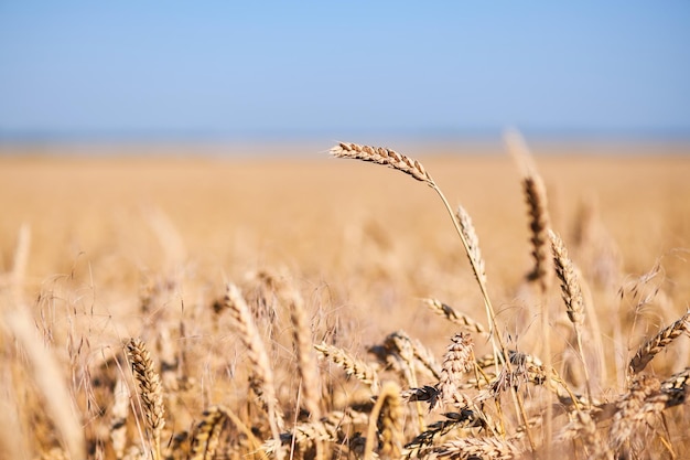 Campo di grano e cielo blu