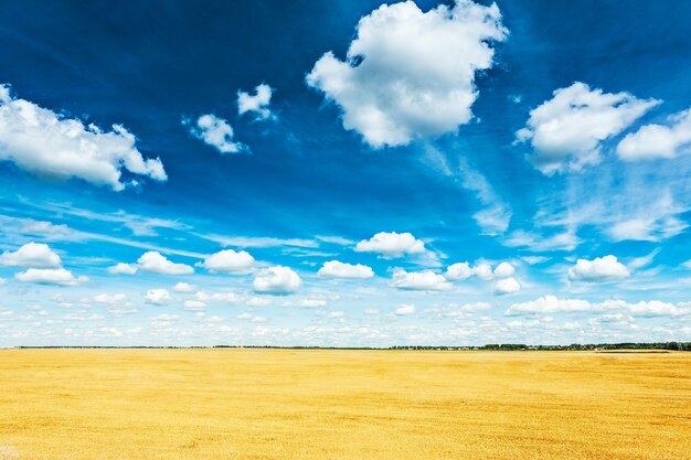 Campo di grano e cielo nuvoloso blu vista dall'alto