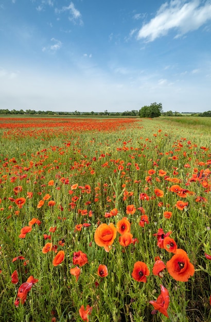 Campo di grano e fiori di papavero rosso Ucraina