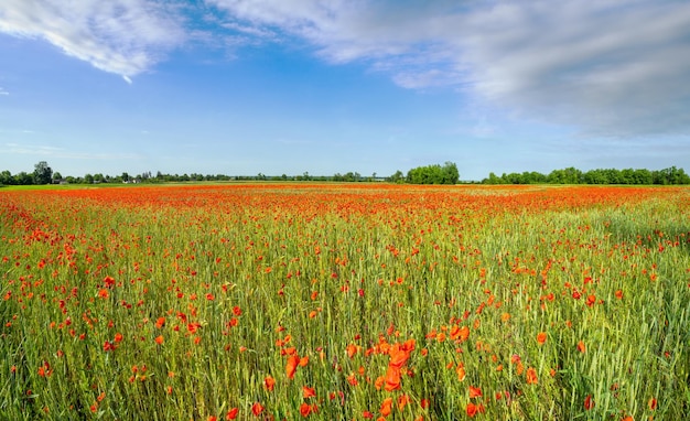 Campo di grano e fiori di papavero rosso Ucraina