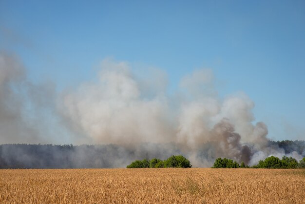 Campo di grano e incendi boschivi con molto fumo sullo sfondo. Concetto di fuoco selvaggio