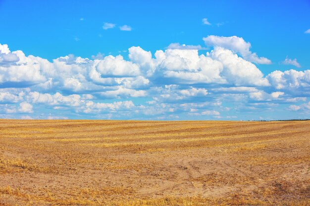 Campo di grano falciato contro un bel cielo