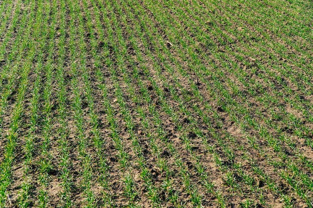 Campo di grano germoglio all'inizio della primavera Grano verde nel campo