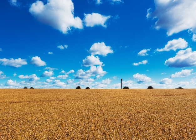 Campo di grano giallo contro un cielo blu brillante con nuvole bianche