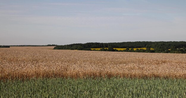 campo di grano giallo e verde in tempo soleggiato