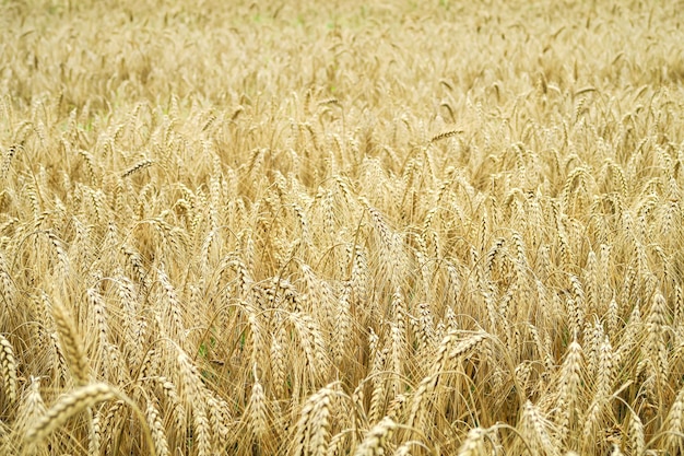 campo di grano giallo maturo. concetto di crisi alimentare