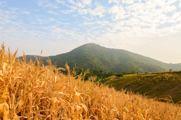 Campo di grano giallo nel mezzo della valle.