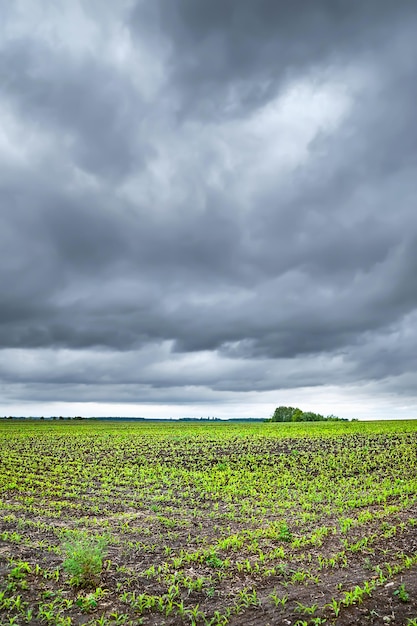 Campo di grano Giovani germogli nel campo di mais Paesaggio in tempo piovoso coperto