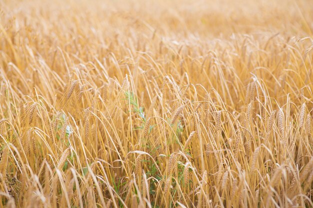 Campo di grano grande e lungo in estate, tempo di raccolta