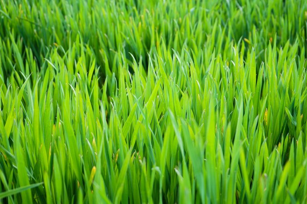 Campo di grano. Grano germogliato giovane.