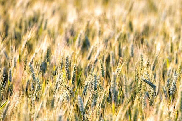 Campo di grano grano maturo