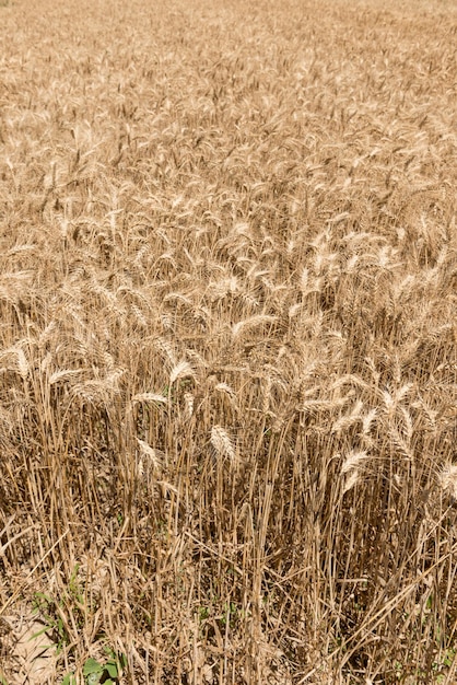 Campo di grano ideale per sfondi e trame