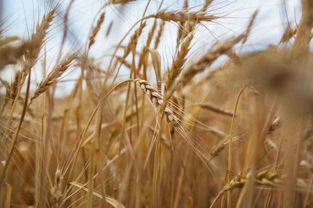 Campo di grano, immagine ravvicinata. Spighe di grano mature crescono sulla natura.