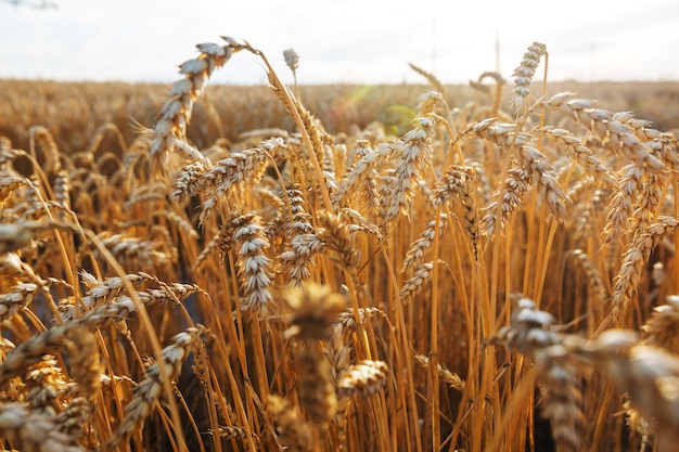 Campo di grano, immagine ravvicinata. Spighe di grano mature crescono sulla natura.