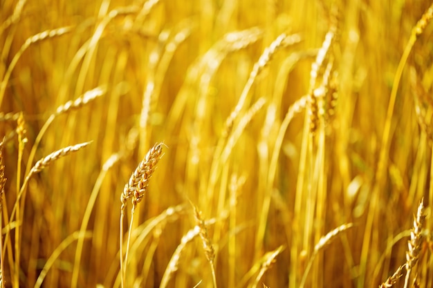 Campo di grano in autunno. Paesaggio rurale. Concetto di raccolto ricco