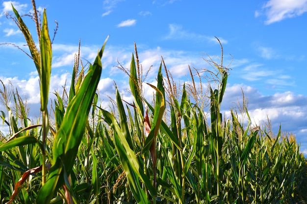 campo di grano in campagna