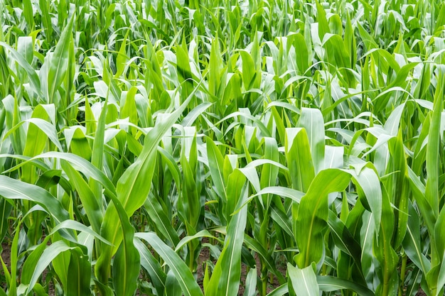 Campo di grano in crescita