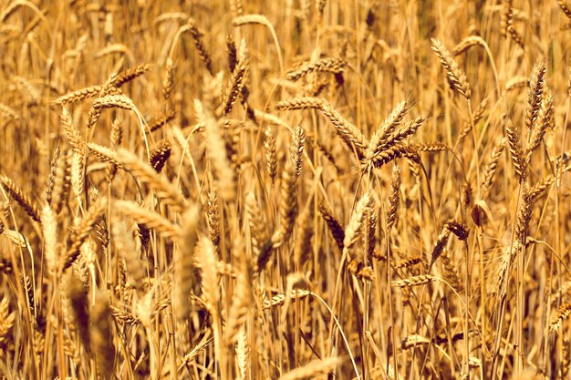 Campo di grano in estate accanto a un cielo blu con nuvole in una giornata di sole. Natura meravigliosa