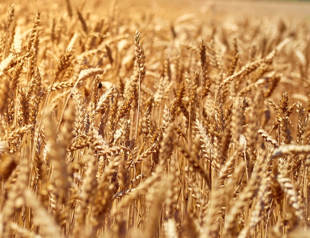 Campo di grano in giornata di sole.