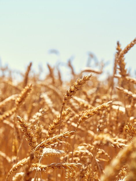 Campo di grano in giornata di sole.