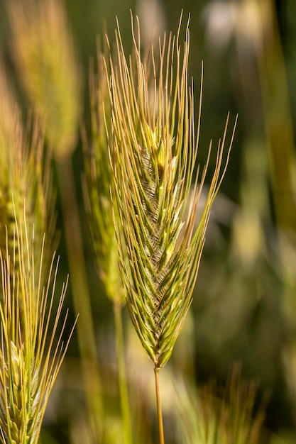 Campo di grano in natura (Canakkale / Turchia)