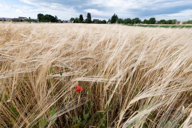 Campo di grano in primavera nella pianura dell'Alsazia