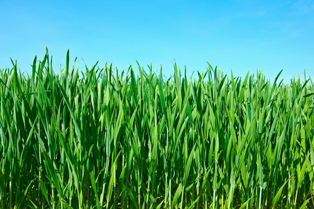 Campo di grano in primavera Terreni agricoli in primavera un sacco di spazio per la copia