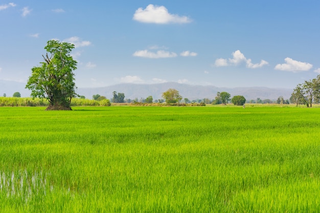 campo di grano in Thailandia