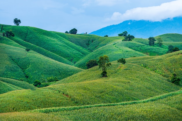 Campo di grano in una bella giornata di sole