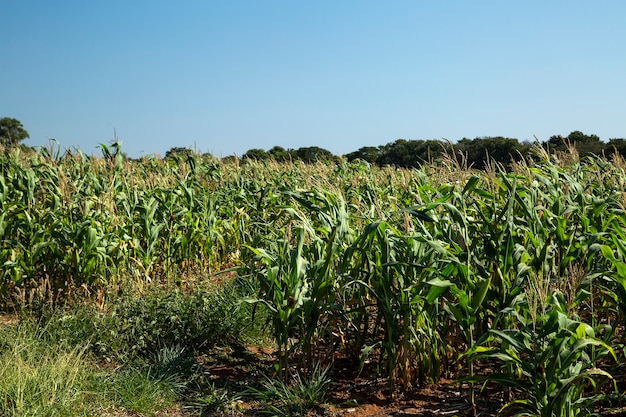 Campo di grano in una giornata di sole in Brasile. Agricoltura.